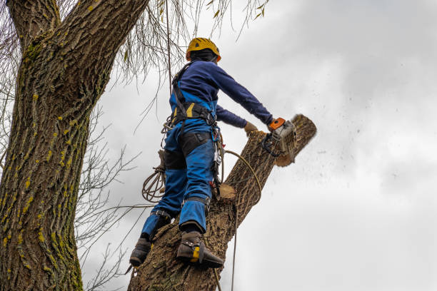 Reliable Apple Creek, OH  Tree Services Solutions