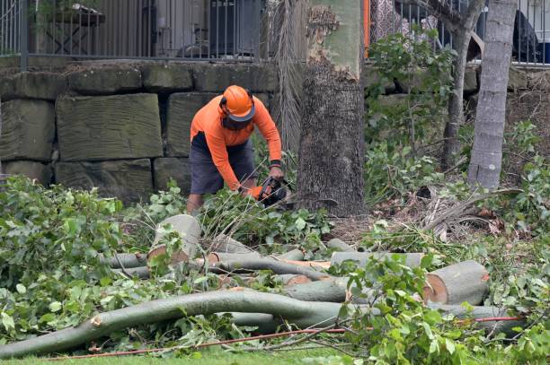 How Our Tree Care Process Works  in  Apple Creek, OH